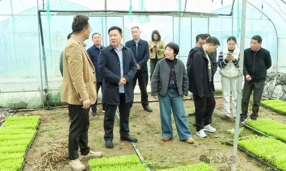 石玉林来安调研春耕备耕及农产品加工产业发展情况 